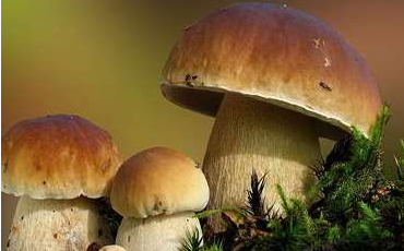 舌尖上的云南野生菌，燃燒著每個(gè)吃貨的味蕾