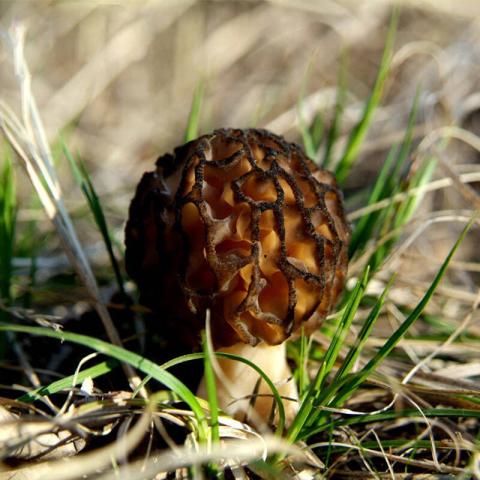 村里一種野生菌，現(xiàn)在逐步減少，一斤600多元價(jià)值很珍貴