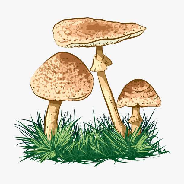 預警：野生菌中毒怎么防？怎么控？怎么辦？